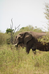 Fototapeta premium Impressionantes elefantes caminhando em grupo pela savana africana durante o pôr do sol, representando poder, união familiar e vida selvagem em seu habitat natural