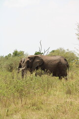 Fototapeta premium Impressionantes elefantes caminhando em grupo pela savana africana durante o pôr do sol, representando poder, união familiar e vida selvagem em seu habitat natural