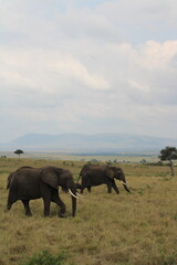 Fototapeta premium Impressionantes elefantes caminhando em grupo pela savana africana durante o pôr do sol, representando poder, união familiar e vida selvagem em seu habitat natural