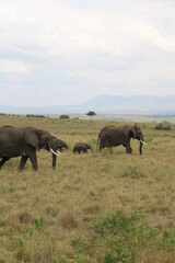 Impressionantes elefantes caminhando em grupo pela savana africana durante o p&ocirc;r do sol, representando poder, uni&atilde;o familiar e vida selvagem em seu habitat natural
