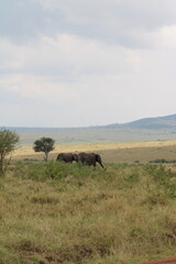 Impressionantes elefantes caminhando em grupo pela savana africana durante o p&ocirc;r do sol, representando poder, uni&atilde;o familiar e vida selvagem em seu habitat natural