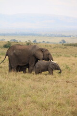 Impressionantes elefantes caminhando em grupo pela savana africana durante o p&ocirc;r do sol, representando poder, uni&atilde;o familiar e vida selvagem em seu habitat natural