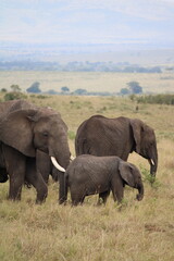 Obraz premium Impressionantes elefantes caminhando em grupo pela savana africana durante o pôr do sol, representando poder, união familiar e vida selvagem em seu habitat natural