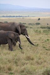 Impressionantes elefantes caminhando em grupo pela savana africana durante o pôr do sol,...
