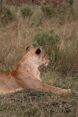 Majestosos leões selvagens descansando e interagindo em meio à savana africana, mostrando força, comportamento social e a beleza da vida animal em liberdade