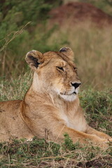 Majestosos leões selvagens descansando e interagindo em meio à savana africana, mostrando força, comportamento social e a beleza da vida animal em liberdade