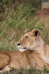 Majestosos leões selvagens descansando e interagindo em meio à savana africana, mostrando força, comportamento social e a beleza da vida animal em liberdade