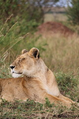 Majestosos leões selvagens descansando e interagindo em meio à savana africana, mostrando força, comportamento social e a beleza da vida animal em liberdade