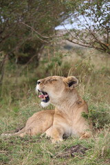 Majestosos leões selvagens descansando e interagindo em meio à savana africana, mostrando força, comportamento social e a beleza da vida animal em liberdade
