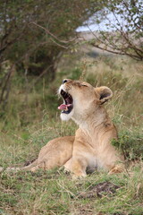 Majestosos leões selvagens descansando e interagindo em meio à savana africana, mostrando força, comportamento social e a beleza da vida animal em liberdade