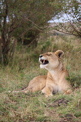 Fototapeta premium Majestosos leões selvagens descansando e interagindo em meio à savana africana, mostrando força, comportamento social e a beleza da vida animal em liberdade