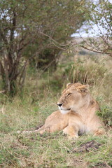 Majestosos leões selvagens descansando e interagindo em meio à savana africana, mostrando força, comportamento social e a beleza da vida animal em liberdade