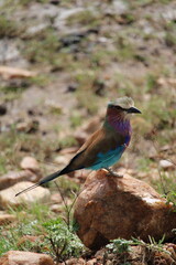 Coloridas aves selvagens em voo e em repouso na savana africana, mostrando plumagens vibrantes, comportamento natural e a liberdade da vida animal em seu habitat