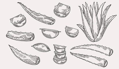 Aloe vera cosmetics hand drawn in engraving style collection. Natural cosmetics ingredient. Sketch plant from package design. Ecology concept in beauty industry.
