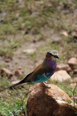 Coloridas aves selvagens em voo e em repouso na savana africana, mostrando plumagens vibrantes, comportamento natural e a liberdade da vida animal em seu habitat