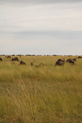 aisagem deslumbrante da savana africana ao entardecer, com c&eacute;u dourado, &aacute;rvores isoladas e atmosfera &uacute;nica que retrata a beleza intocada da natureza selvagem