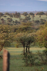 aisagem deslumbrante da savana africana ao entardecer, com céu dourado, árvores isoladas e atmosfera única que retrata a beleza intocada da natureza selvagem