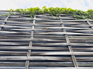Woven wooden fence with green vines against blue sky