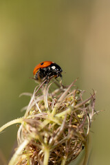 Close-up of a red ladybird with black spots perched on a wild plant seed head, with a blurred natural background
