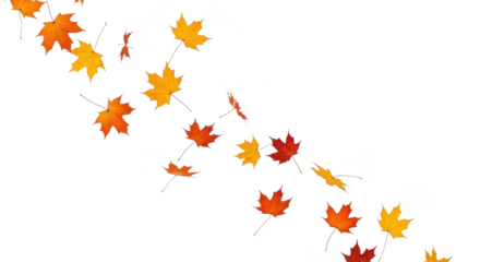 Autumn maple leaves falling and swirling in the wind isolated on transparent background