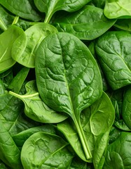 Fototapeta premium Close-up of fresh spinach leaves (1)