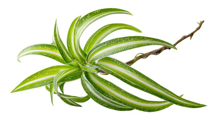 Fototapeta premium A vibrant, radiating plant, with light-green, striped leaves