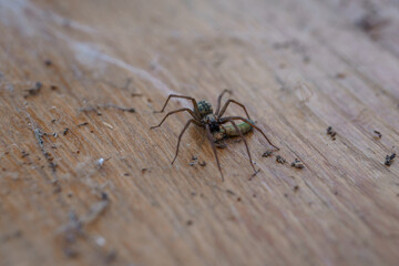 Macro Shot of a Pholcidae Spider Carrying a Fly on a Wood Surface, Brown and Green Tones, Realistic Texture.