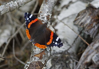 butterfly on a tree