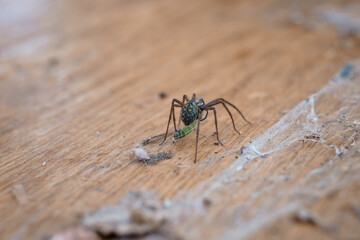 Green Lynx Spider Capturing Prey on Wooden Surface, Close-Up Macro Shot, Natural Web, Detailed Texture, Brown Wood, Outdoor Insect Photography
