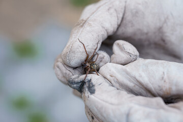 Brown Harvestman Spider Held in Dirty Work Glove, Close-Up, Natural Light, Macro Photography, Insect Detail, Textured Beige Background