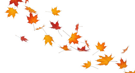 Autumn maple leaves falling in a gentle breeze, isolated on transparent background