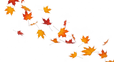 Autumn maple leaves falling in a gentle breeze, isolated on transparent background