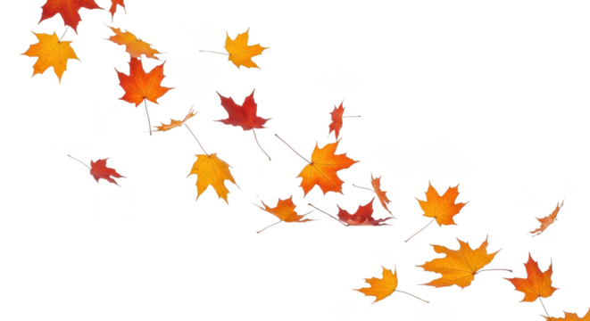 Autumn maple leaves falling in a gentle breeze, isolated on transparent background