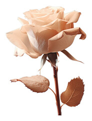 PNG Gallery rose flower nature petal.