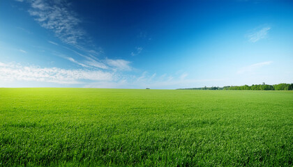 Fototapeta premium Lush Green Grass Stretches Endlessly Under A Clear Blue Sky