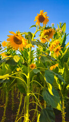 Sunflowers in full bloom stretch across the field under a clear sky &mdash; a radiant summer scene filled with warmth, growth, and natural beauty.  
📍Marivan, Kurdistan 