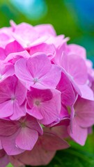 Close-up of vibrant pink hydrangea blossoms