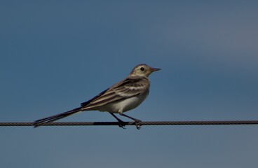 sparrow on a branch bird on the cable against clear sky