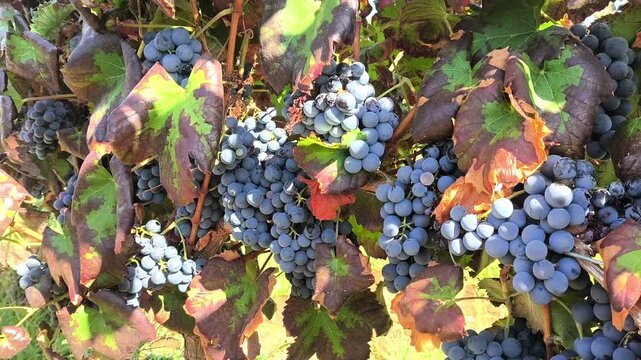 Hola para Nochevieja