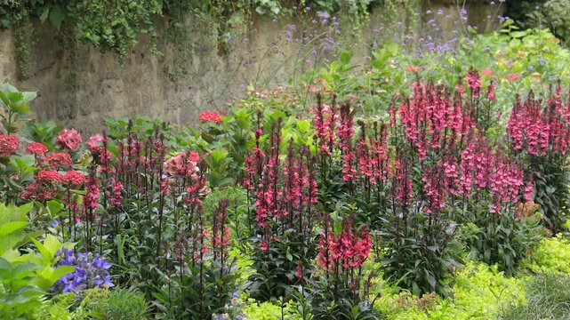 Lythrum salicaria or purple loosestrife, in the Public Garden of Bordeaux, France