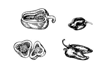Hand drawn bell pepper and chili pepper set. Vintage black line vegetable illustration isolated on white background. Vector illustration. Ink line draw vector. Drawing engraving illustration