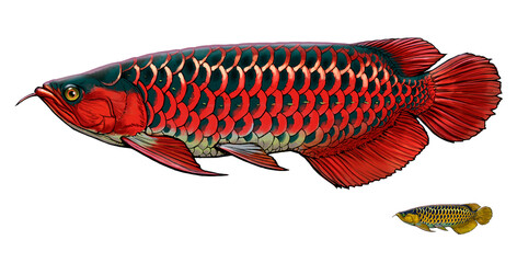 Asian Arowana, Scléropage d'Asie Fish illustration realism. Scleropages formosus. Scleropages formosus PNG.