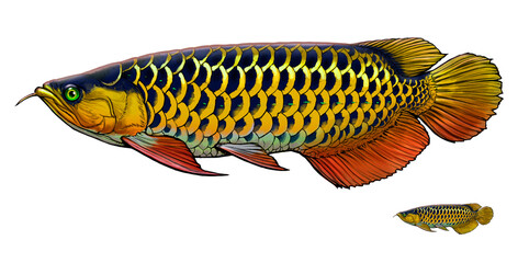 Asian Arowana, Scléropage d'Asie Fish illustration realism. Scleropages formosus. Scleropages...