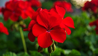 Close-up of vibrant red geraniums