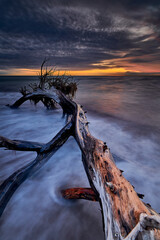 Driftwood in Moody Evening Light at the Coast Weststrand