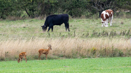 A pair of roe deer in a field. Cattle in the background. © Robert Parker