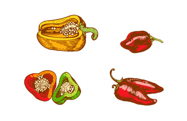 Hand drawn colorful bell peppers and chili peppers. Vintage vegetable illustration isolated on white background