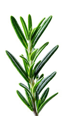 Fototapeta premium Close-up of a sprig of vibrant green rosemary