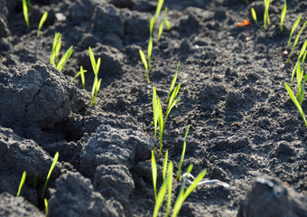 even rows of grain crops on an agricultural field. growing wheat, barley, rye. food security agro business