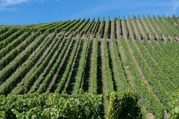 Hilly vineyards, harvest time in Ortsteile of Kr&ouml;v on Moselle river valley, hiking in Germany, travel destination near Traben-Trarbach, Germany, bunches of ripe white Riesling grapes